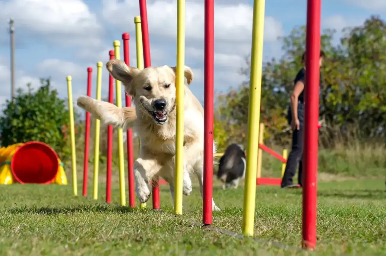 Agility dla psa - jak zacząć i ile kosztuje?