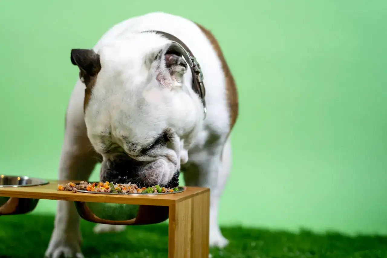 Ile powinien jeść pies 5 kg? Kalorie, gramy i dobór porcji