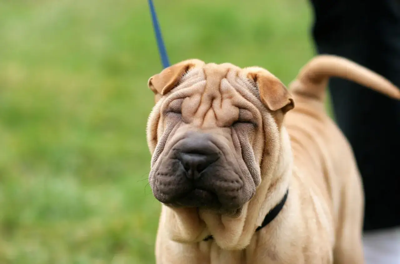 Uroczy shar pei długowłosy z zamkniętymi oczami, wpatrzony w dal.