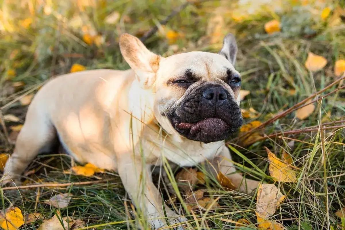 Francuski buldog z charakterystycznym wyrazem pyska, jakby właśnie dostał kaszlu wstecznego u psa, leży wśród jesiennych liści.