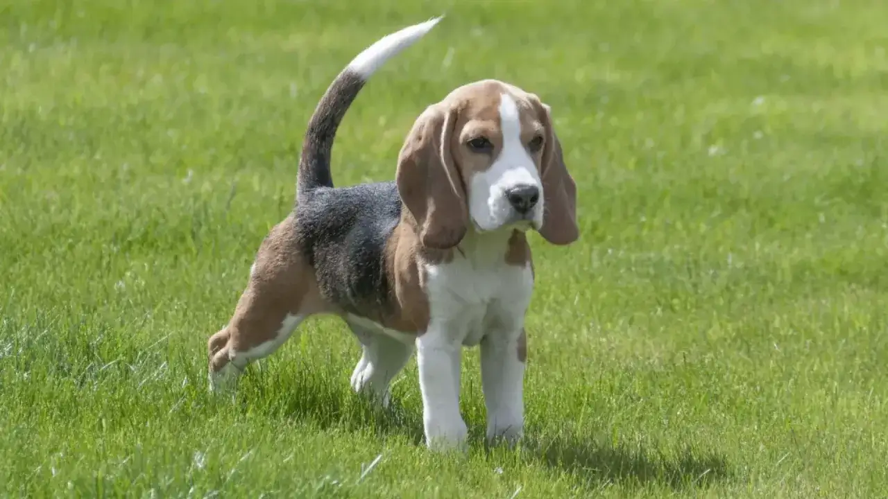 Beagle na trawie, z podniesionym ogonem, który pokazuje, po co psu ogon – do komunikacji i równowagi.