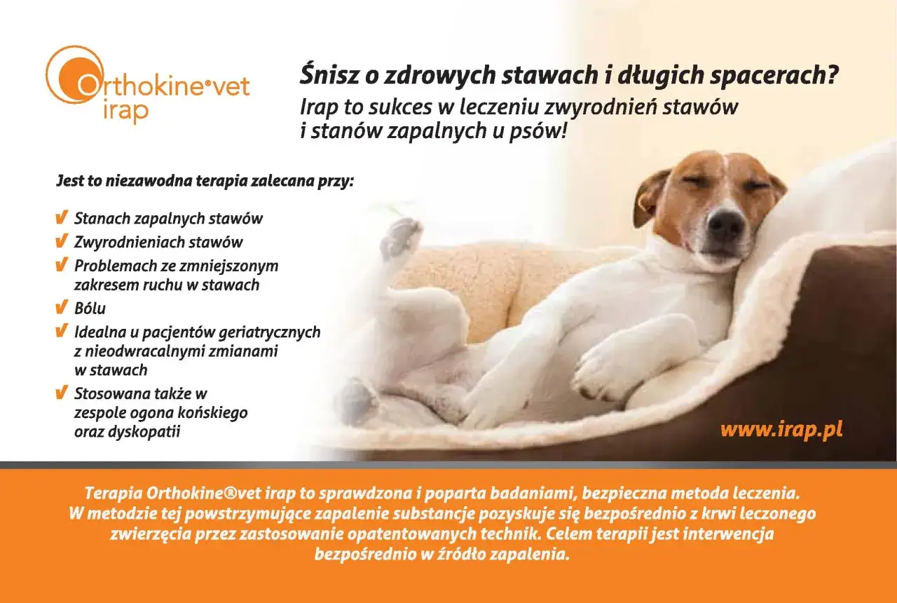 Zdrowy pies śpi spokojnie. Terapia Orthokine®vet irap pomaga na zwyrodnienia i stany zapalne stawów u psów.