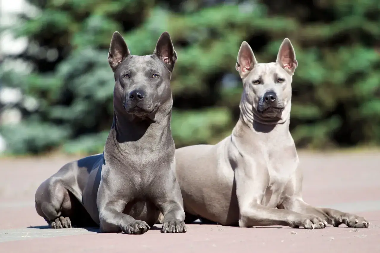 Dwa psy rasy ridgeback tajski leżą na chodniku. Jeden jest ciemnoszary, drugi jasnoszary.