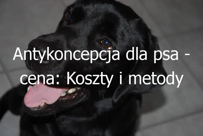 Zdjęcie Ile kosztuje zastrzyk antykoncepcyjny dla psa? Sprawdź ceny i opcje