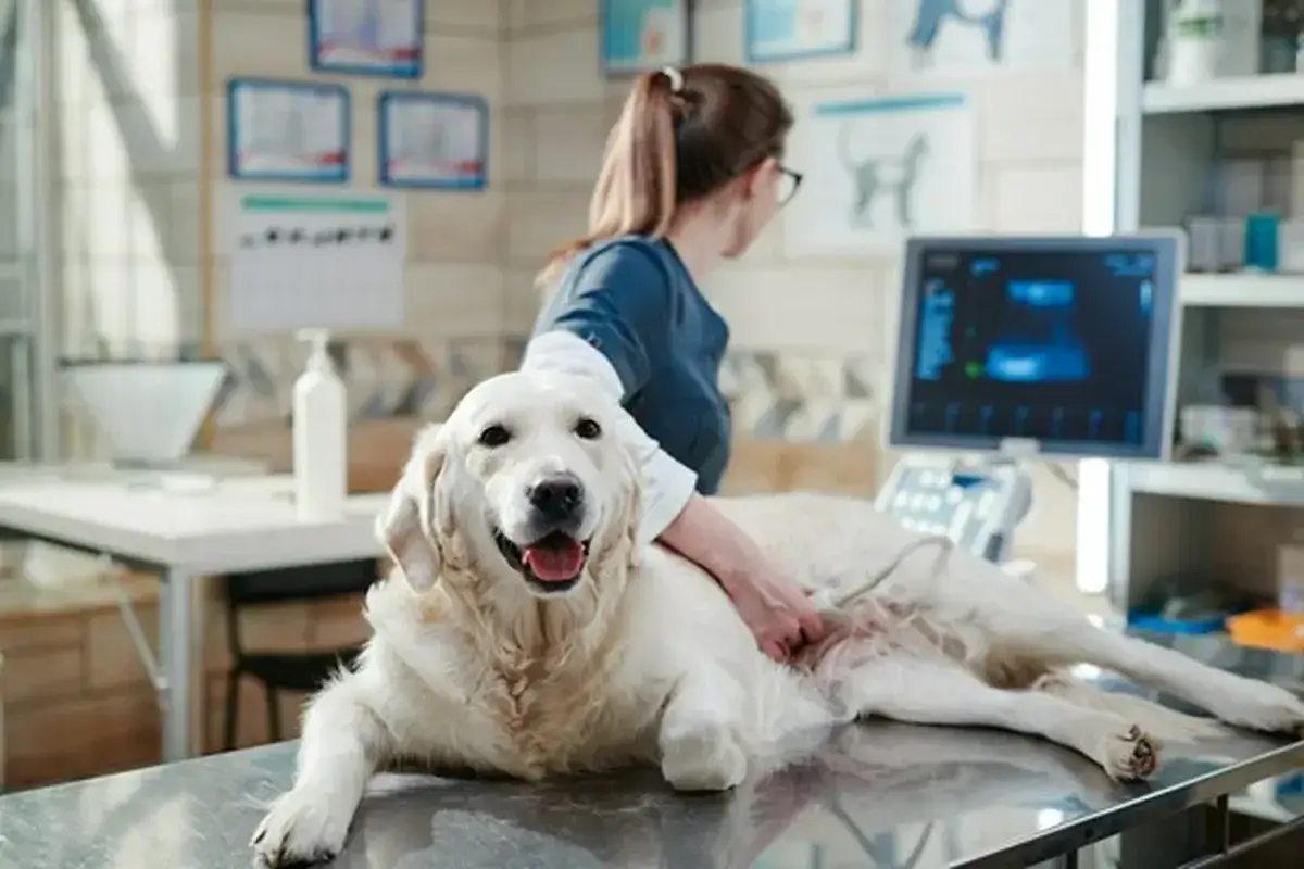 Weterynarz bada usg prostaty u psa. Pies rasy golden retriever leży na stole.