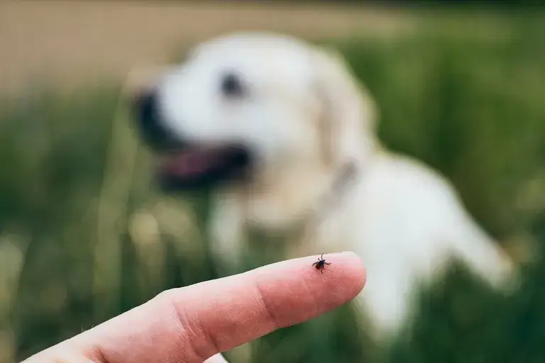 Zdjęcie Czy obroża na pchły jest skuteczna? Fakty, które musisz znać