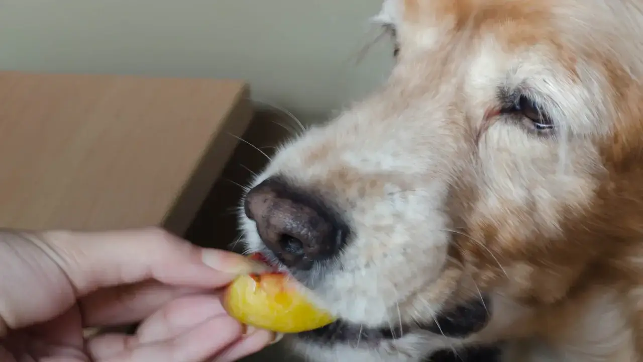 Złoty retriever zjada kawałek brzoskwini podany z ręki. Czy pies może brzoskwinie? Tak, w małych ilościach.