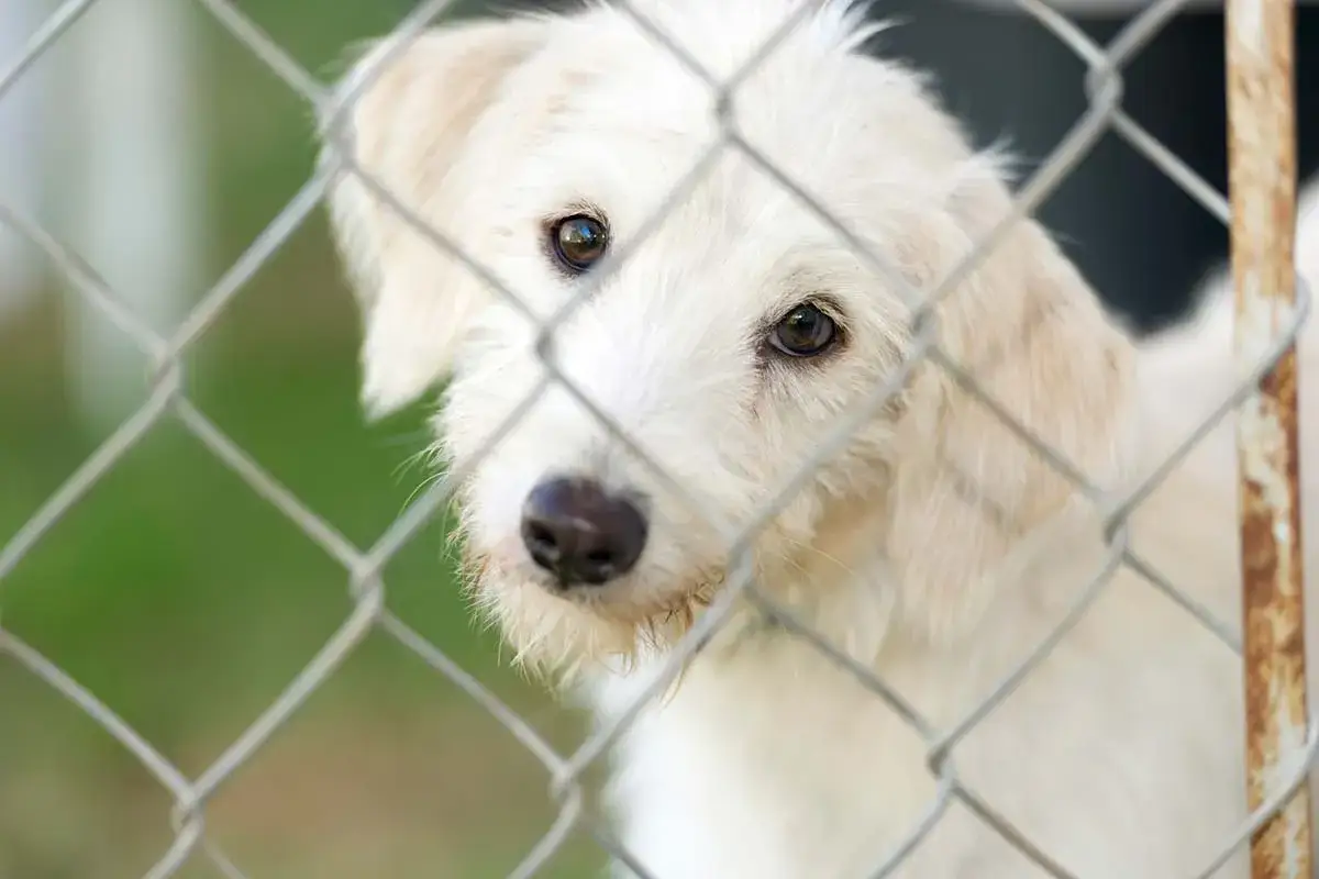 Biały piesek z tęsknotą patrzy przez siatkę. Marzy o domu i o tym, by jego adopcja psa ze schroniska stała się faktem.