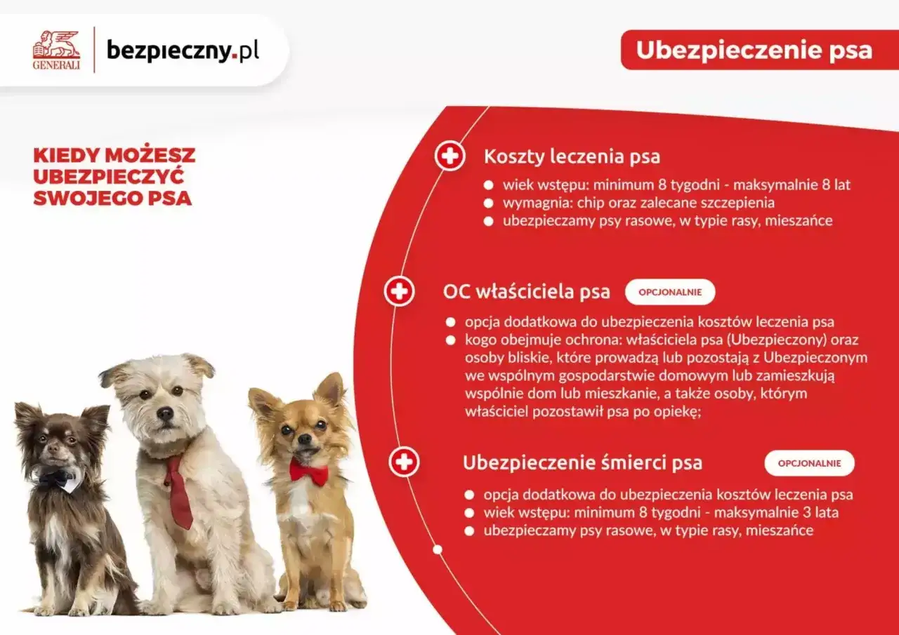 Trzy urocze psy w eleganckich muszkach i krawacie czekają na ubezpieczenie psa. Dowiedz się, kiedy możesz ubezpieczyć swojego pupila.