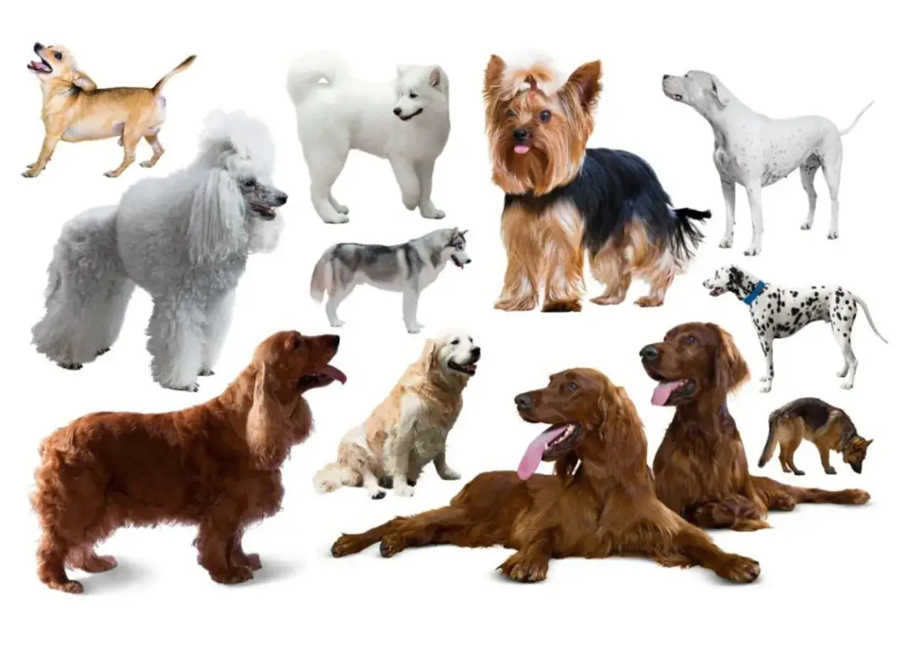 Różnorodne psy kanapowe: pudel, husky, york, dalmatyńczyk, golden retriever, springer spaniel, charty irlandzkie i inne.