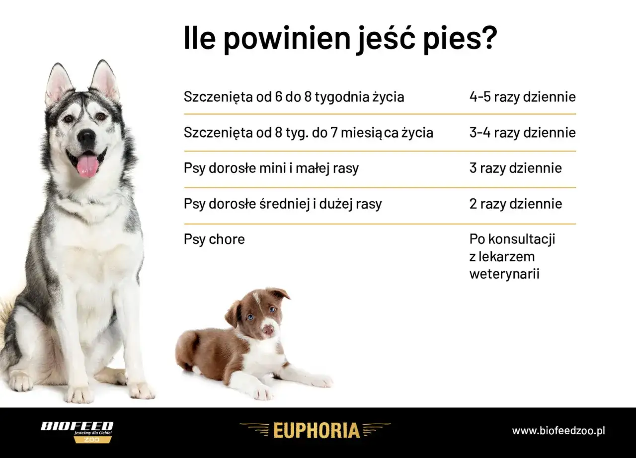 Ile powinien jeść pies? Tabela żywienia dla szczeniąt i dorosłych psów różnych ras. Pies 5 kg powinien jeść 3 razy dziennie.
