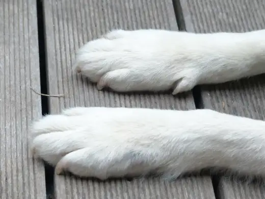 Ile palców ma pies? 18 to norma, ale są ważne wyjątki