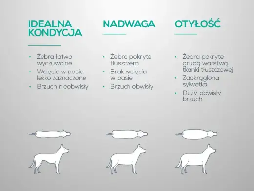 Nadwaga u psa - jak ją rozpoznać i bezpiecznie odchudzać?