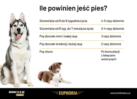 Jak karmić psa? Porcje, rytm posiłków i bezpieczna dieta