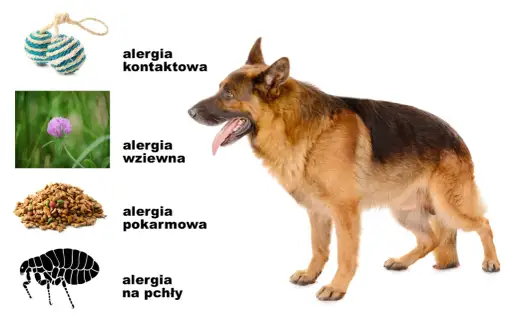 Odczulanie na psa - kiedy warto je rozważyć?