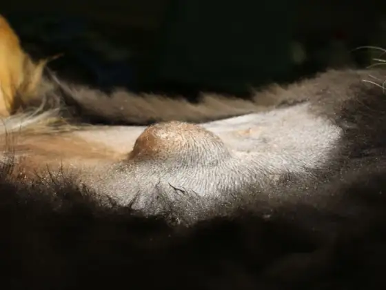 Pies ma pępek? Gdzie go szukać i kiedy to przepuklina pępkowa
