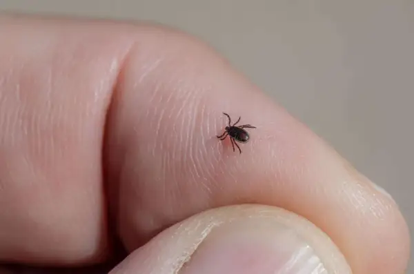 Jak wygląda zdrapany kleszcz i co zrobić, gdy pozostaje fragment?