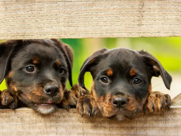 Dwa szczenięta rasy Rottweiler zaglądają przez drewniane deski.