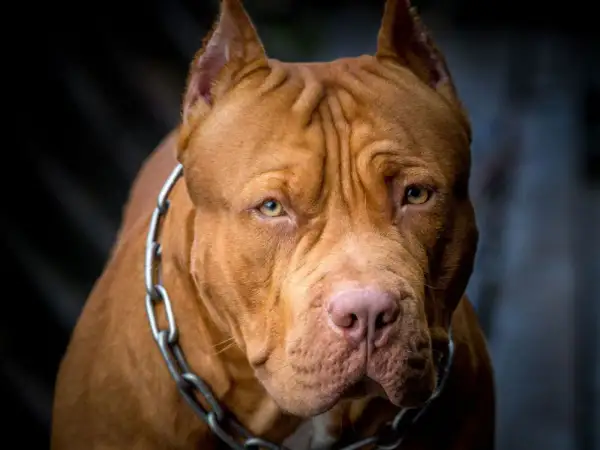 Potężny pies rasy pitbull, z łańcuchem na szyi, wygląda jak najsilniejszy pies na świecie.