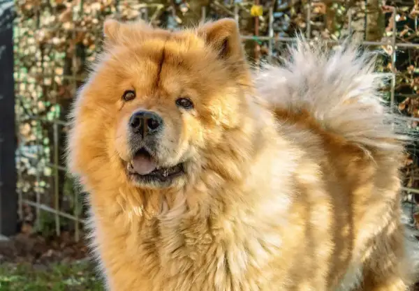 Puszysty, rudy pies rasy Chow Chow, z otwartym pyskiem i wystawionym językiem, wygląda jakby mówił "czał czał pies".