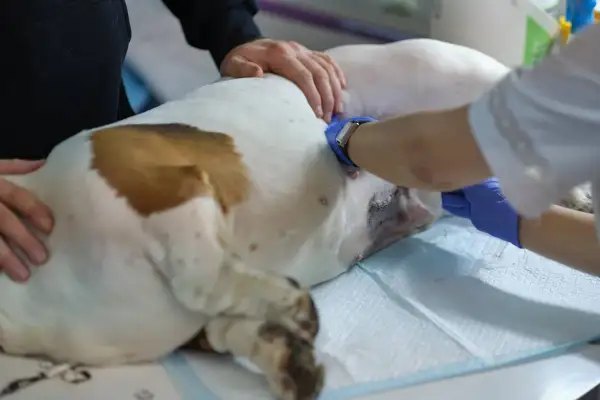 Suczka po sterylizacji leży na stole weterynaryjnym. Weterynarz w niebieskich rękawiczkach zajmuje się jej brzuchem, gdzie widoczne są szwy po zabiegu.