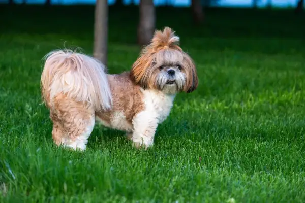 Uroczy shih tzu z puszystą sierścią i kitką na głowie stoi na zielonej trawie.
