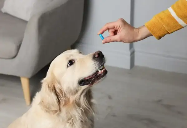 Złoty retriever czeka na tabletkę. Właściciel podaje mu lek, zastanawiając się, jaki lek przeciwbólowy dla psa będzie najlepszy.