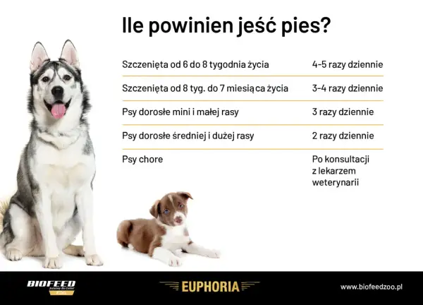 Jak karmić psa? Tabela pokazuje ile razy dziennie karmić szczenięta i psy dorosłe różnych ras, a także chore.