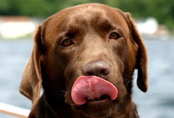 Czekoladowy labrador oblizuje pyszczek, wykazując typowe psie zachowanie. W tle woda i zieleń.