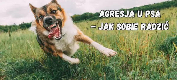 Agresja lękowa u psa. Wściekły pies w trawie, z otwartym pyskiem i widocznymi zębami, biegnie w stronę widza.