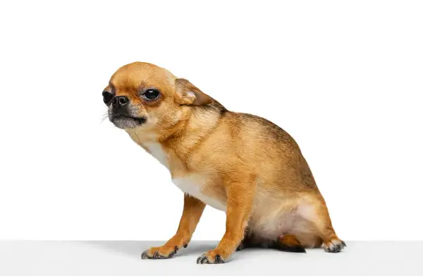 Mały, brązowy piesek chihuahua, jakby gotowy do zjazdu na sankach, siedzi na białym tle.