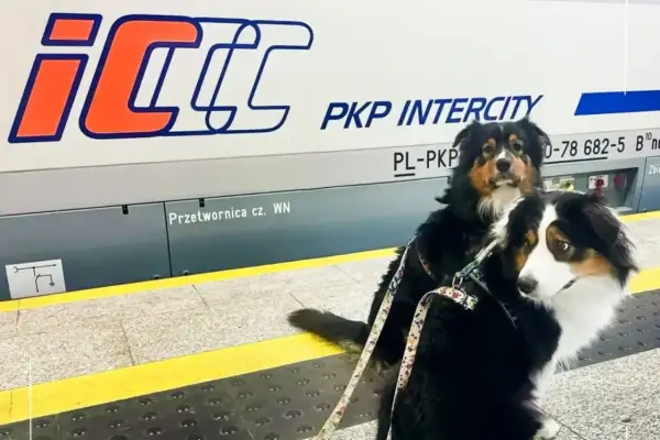 Dwa psy w pociągu PKP Intercity czekają na podróż.