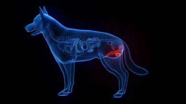 Anatomia psa z uwydatnionym na czerwono psi penis i układem rozrodczym.