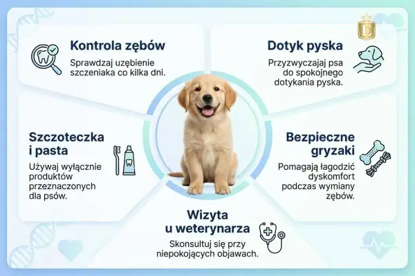 Szczeniak golden retrievera, ilustracja pokazuje jak dbać o jego zęby. Dowiedz się, ile pies ma zębów i jak o nie prawidłowo dbać.