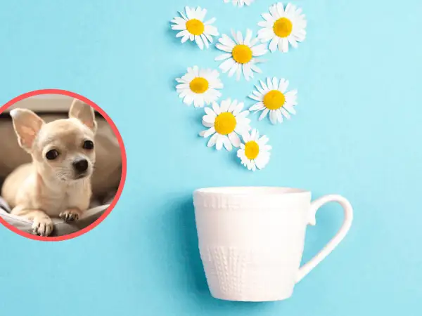 Czy pies może pić rumianek? Uroczy chihuahua patrzy na filiżankę z kwiatami, sugerując naturalne sposoby na ukojenie.