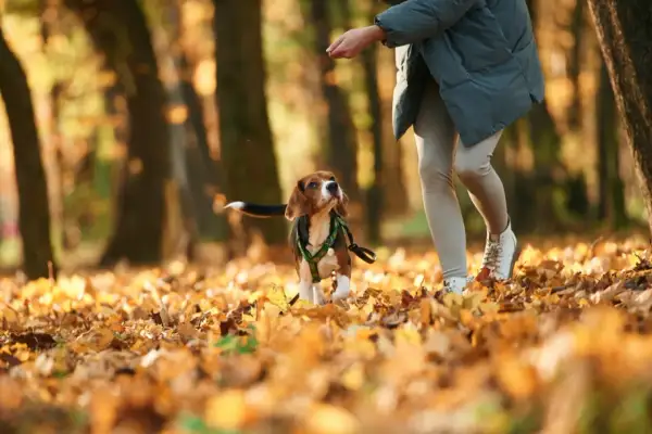Beagle w jesiennym parku, z zaciekawieniem patrzący na rękę człowieka, jakby zastanawiał się, dlaczego pies chodzi za mną krok w krok.