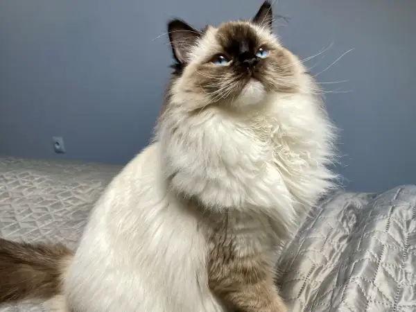 Piękny ragdoll o niebieskich oczach, imponującej wielkości i puszystym futrze, siedzi na łóżku.