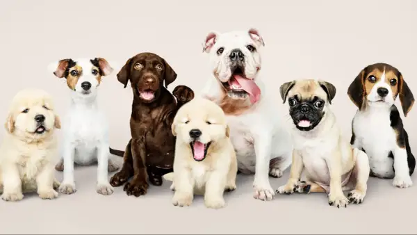 Siedem szczeniąt, od golden retrievera po buldoga, czeka na polskie imiona dla psa.