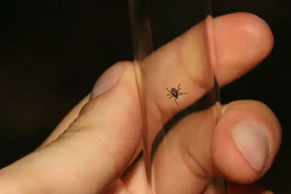 Jak wygląda mały kleszcz w skórze? Uważaj na te niebezpieczne objawy