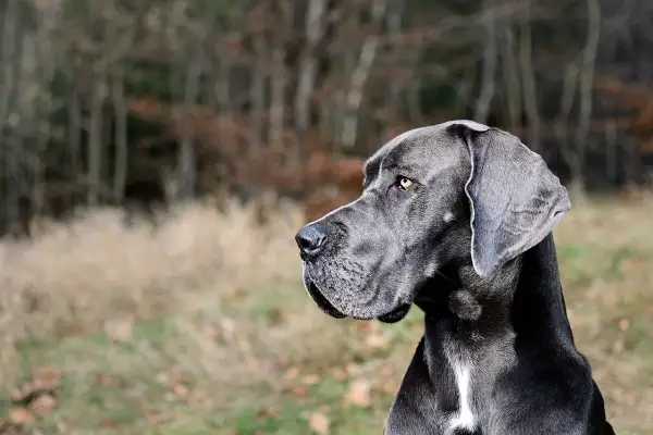 Jak prawidłowo suplementować oleje w diecie psa? Praktyczny przewodnik