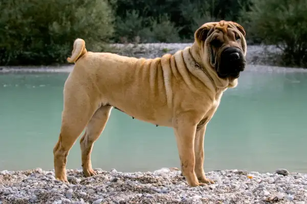 Piękny, pomarszczony shar pei długowłosy stoi na kamienistej plaży nad turkusową wodą.