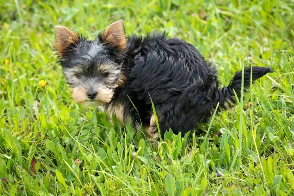Mały yorkshire terrier robi czarną kupę w trawie.