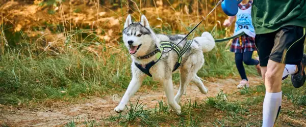 Szczęśliwy pies do biegania, rasy husky, w specjalnej uprzęży, biegnie leśną ścieżką za dziećmi.