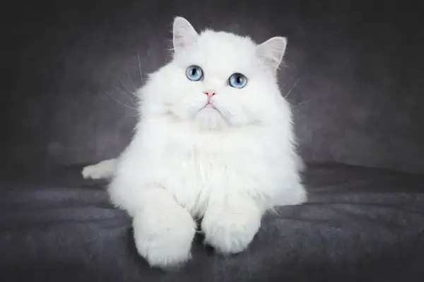 Uroczy kot albinos z niebieskimi oczami, siedzący na ciemnoszarym tle. Jego puszyste, białe futro lśni w świetle.