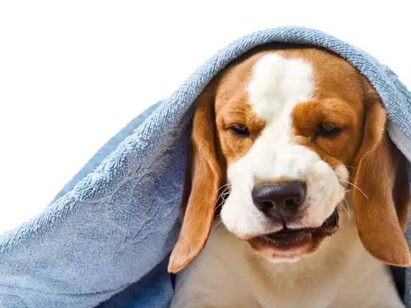 Smutny beagle z kaszlem wstecznym u psa, otulony niebieskim ręcznikiem, wygląda jakby potrzebował pocieszenia.