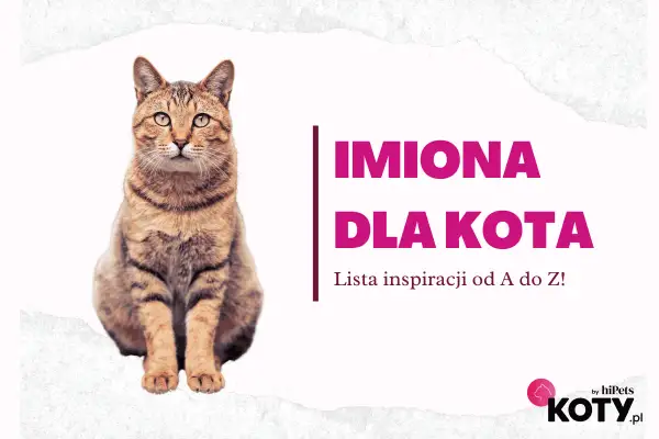 Siedzący pręgowany kot na białym tle z napisem "IMIONA DLA KOTA".