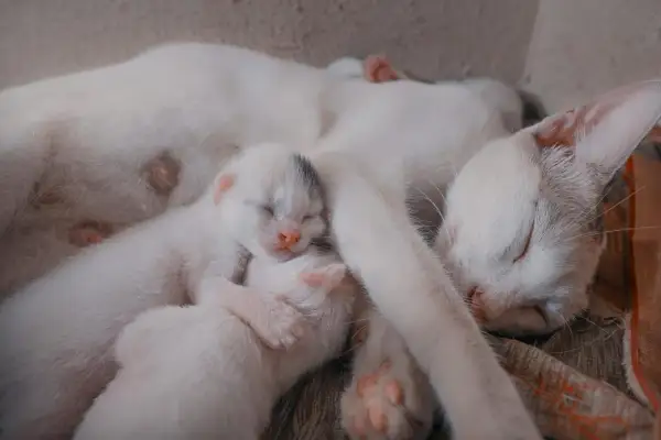 Śpiąca mama kotka z nowo narodzonymi kociętami. To piękny widok po porodzie u kota, pełen spokoju i miłości.