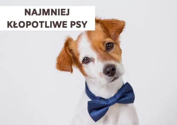 Uroczy piesek w muszce, który wygląda na najmniej kłopotliwego psa.