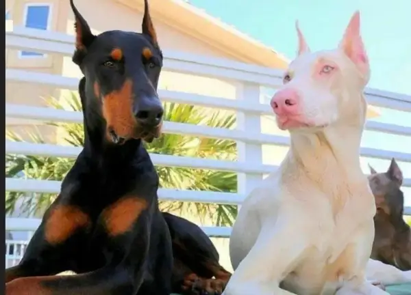 Dwa dobermany, jeden czarny z podpalaniem, drugi to pies albinos o jasnej sierści i różowym nosie, siedzą obok siebie.
