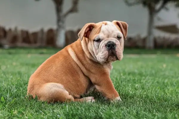Uroczy buldog angielski siedzi na trawie. To jeszcze szczeniak, więc jego czas bycia małym psem jest cenny.
